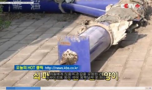 【韓国の猫ニュース】中国で鉄パイプにすっぽりハマってしまった子猫の救出活動