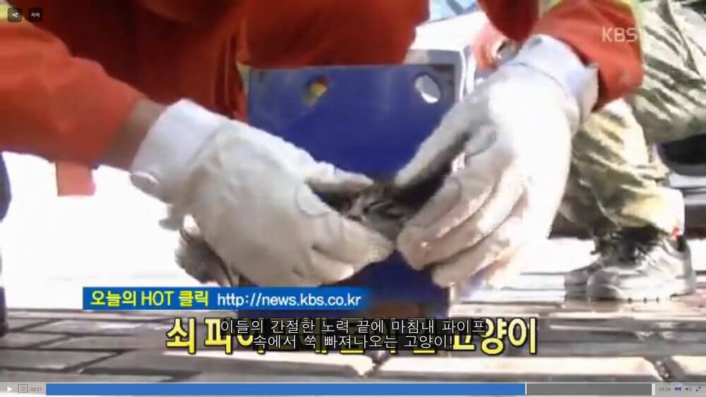 【韓国の猫ニュース】中国で鉄パイプにすっぽりハマってしまった子猫の救出活動