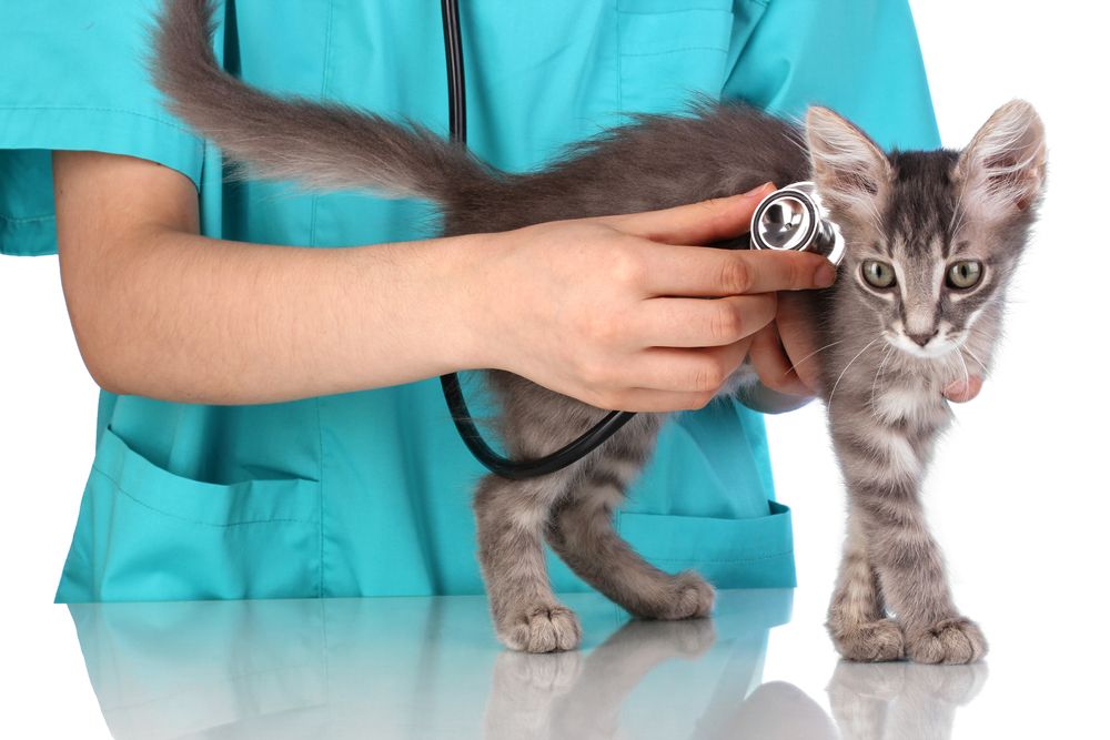 猫 予防接種 費用