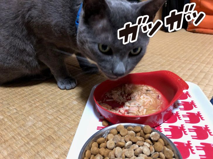 【ここな】猫も腸活の時代！kokonaサプリの口コミ実食レビュー＆食べさせるコツ